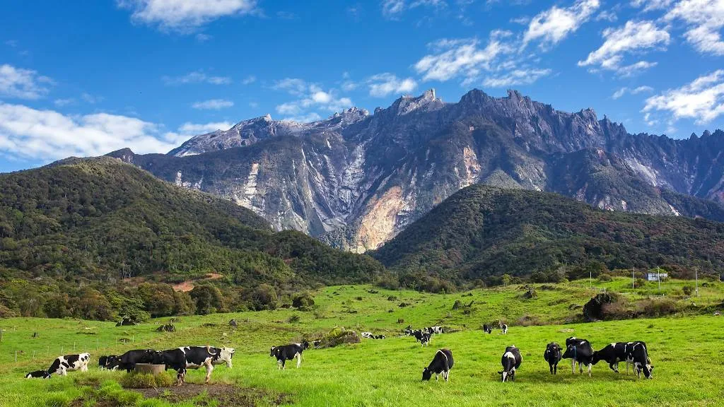Full Day Kinabalu Park & Desa Cattle Farm Tour